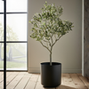 Olive Tree 4ft