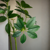 Umbrella Plant