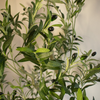 Olive Tree 4ft