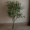 Olive Tree 4ft