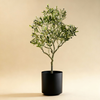 Olive Tree 4ft