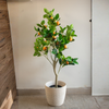 Citrus Plant